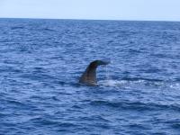 Albums/20060200-New Zealand 2006/20060318-Kaikiura/47